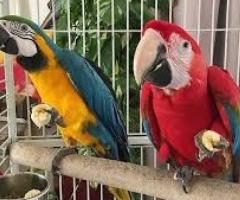 Avian Pet Parrots Species Available