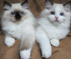 Home-Raised Ragdoll Kittens - Image 2