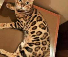 Stunning Bengal Cat Available for Rehoming – A Touch of the Wild at Home