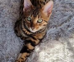 Stunning Bengal Cat Available for Rehoming – A Touch of the Wild at Home - Image 2