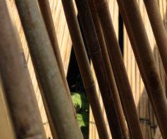 Bulk Bamboo Canes Supplier - Vantidebamboo.com - Image 2
