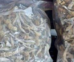 magic mushrooms for the best trips and experience