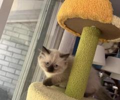 Cute potty-trained Ragdoll kittens for adoption and rehoming