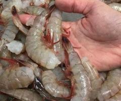 CamSeafoodWorldwide.com - Image 2