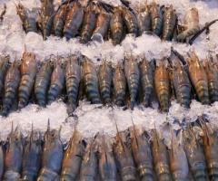 CamSeafoodWorldwide.com - Image 4