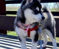Alaskan Klee Kai Puppies for sale