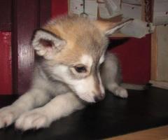 wolf hybrid babies for sale - Image 2