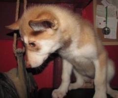 wolf hybrid babies for sale - Image 3