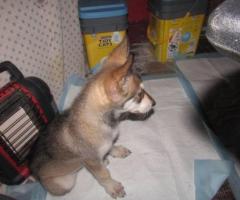 wolf hybrid babies for sale - Image 4