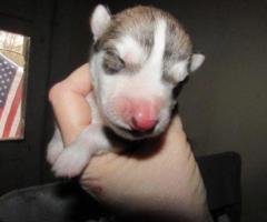 wolf hybrid for sale