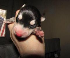 wolf hybrid for sale - Image 2