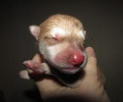 wolf hybrid for sale - Image 3