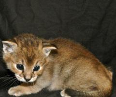 F5 Caracat Kittens