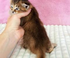 F5 Caracat Kittens - Image 2