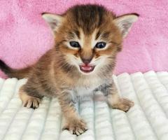 F5 Caracat Kittens - Image 3