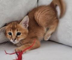 F5 Caracat Kittens - Image 4