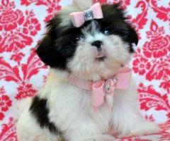 Healthy male and female shihtzu puppies